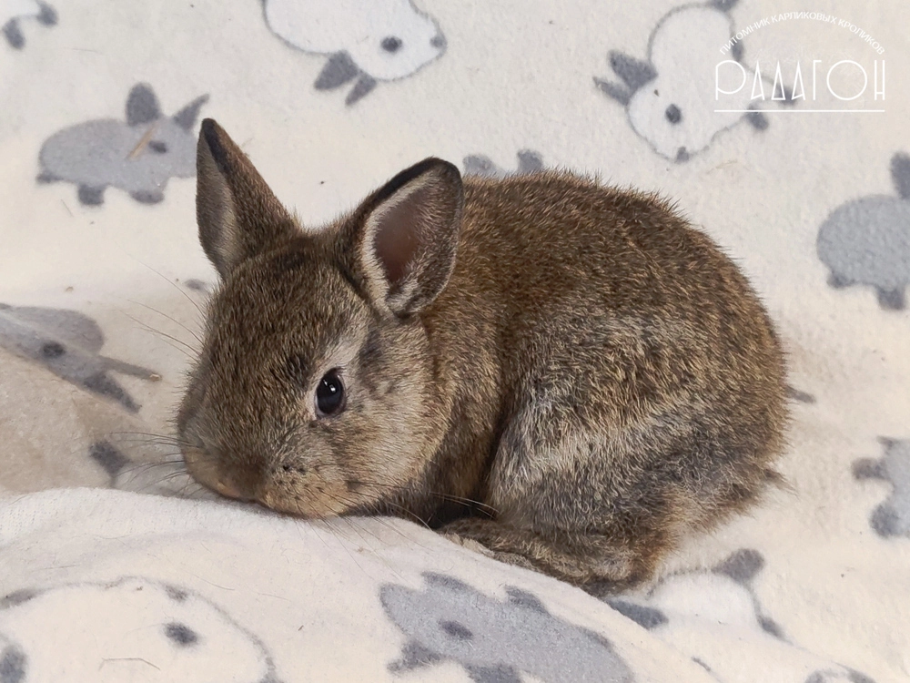 Декоративный карликовый кролик Агути