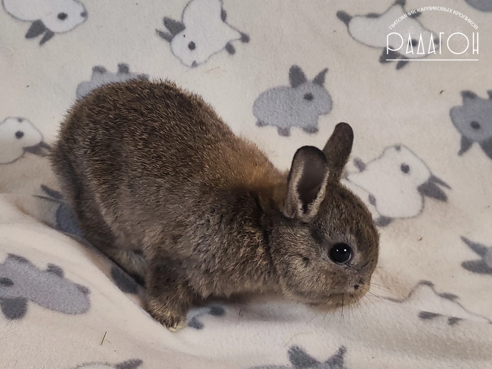 Декоративный карликовый кролик Агути