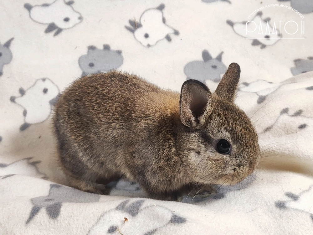 Декоративный карликовый кролик Агути