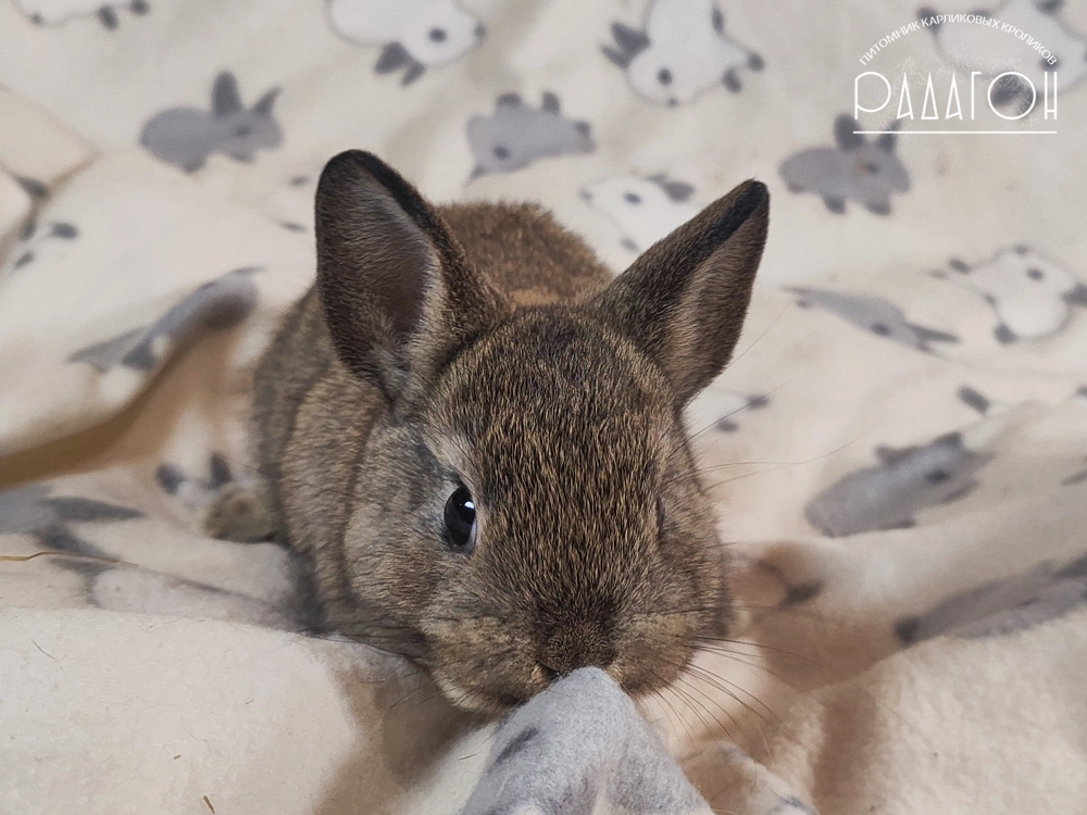 Декоративный карликовый кролик Агути