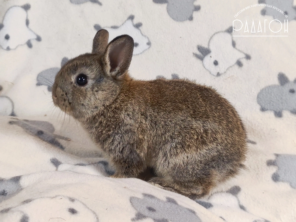Декоративный карликовый кролик Агути
