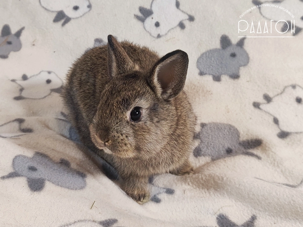 Декоративный карликовый кролик Агути