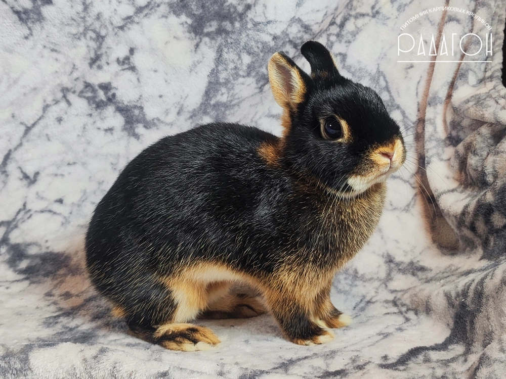 Декоративный карликовый кролик Черный оттер