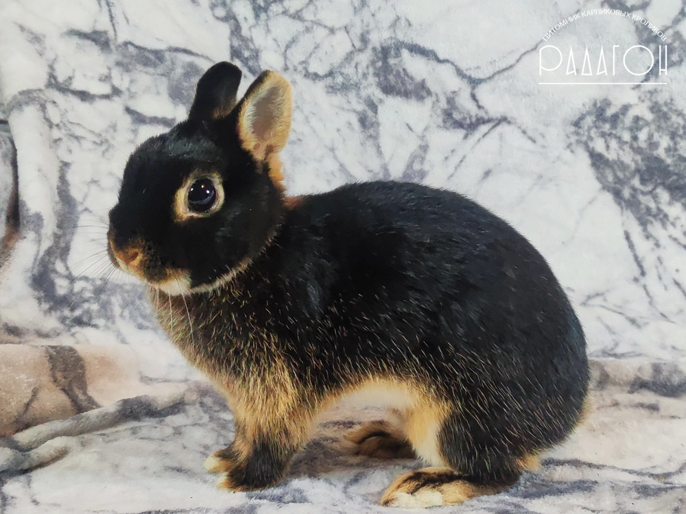 Декоративный кролик породы Немецкий цветной карлик окраса Черный оттер - Акула из Нарнии