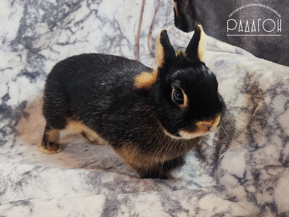 Декоративный карликовый кролик Черный оттер