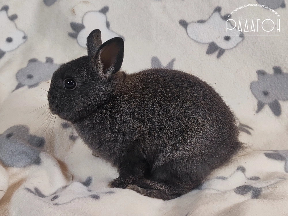 Декоративный карликовый кролик Стальной