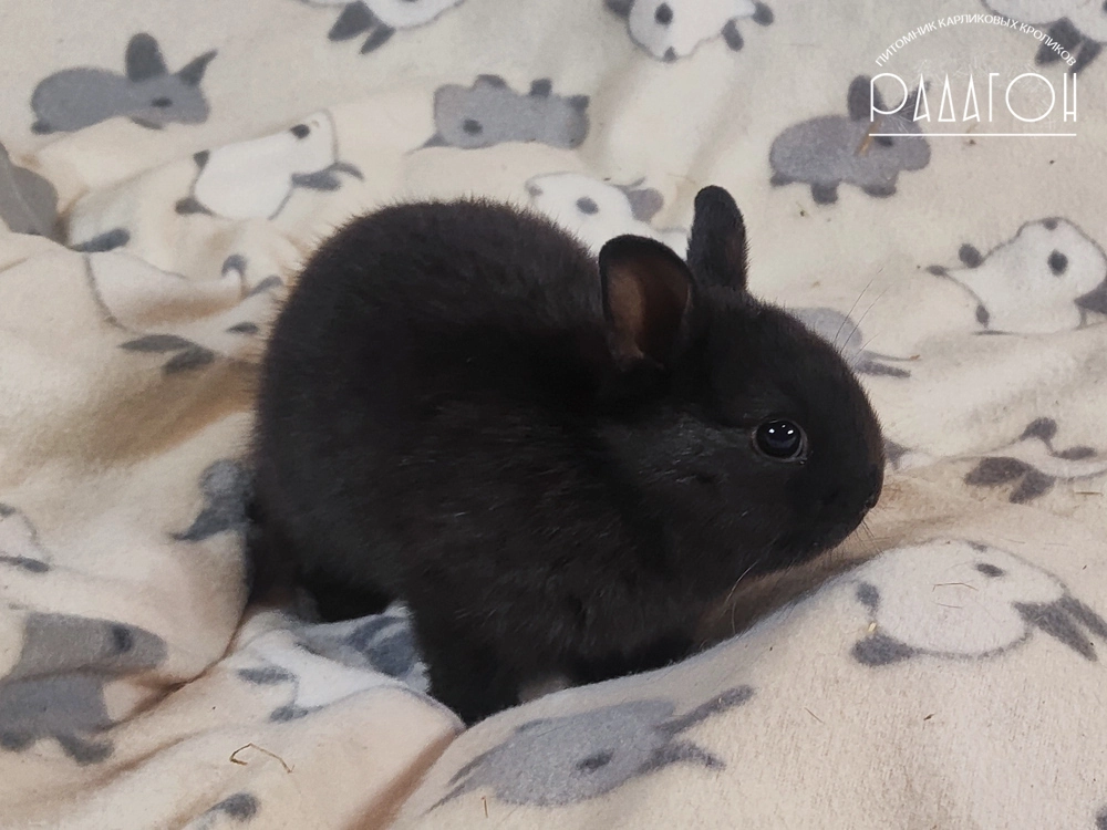 Декоративный карликовый кролик Доминантный черный