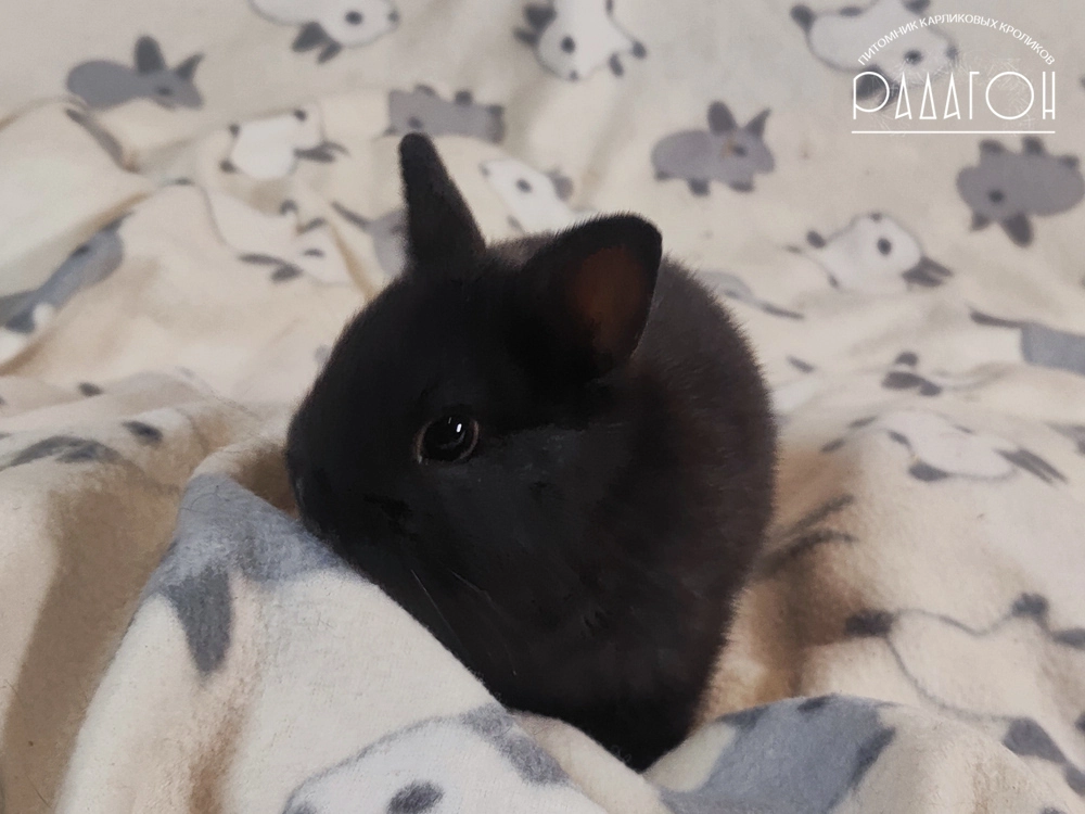 Декоративный карликовый кролик Доминантный черный