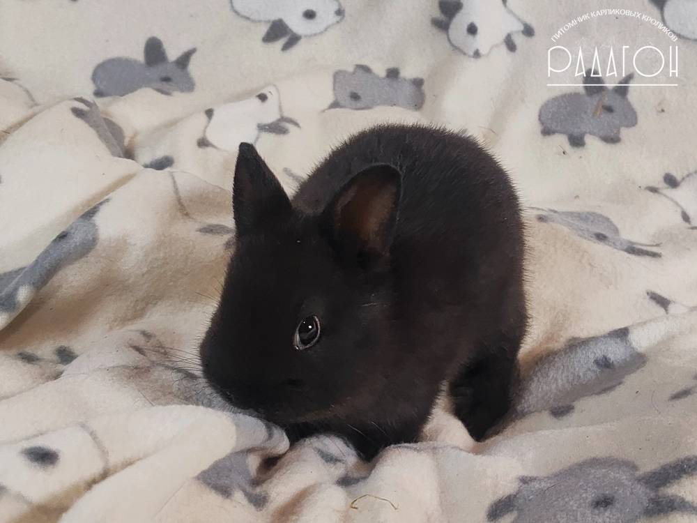 Декоративный карликовый кролик Доминантный черный