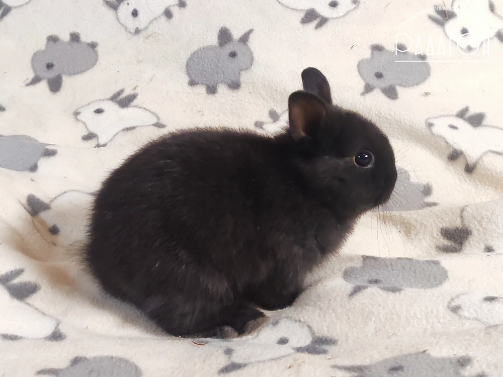 Декоративный карликовый кролик Доминантный черный