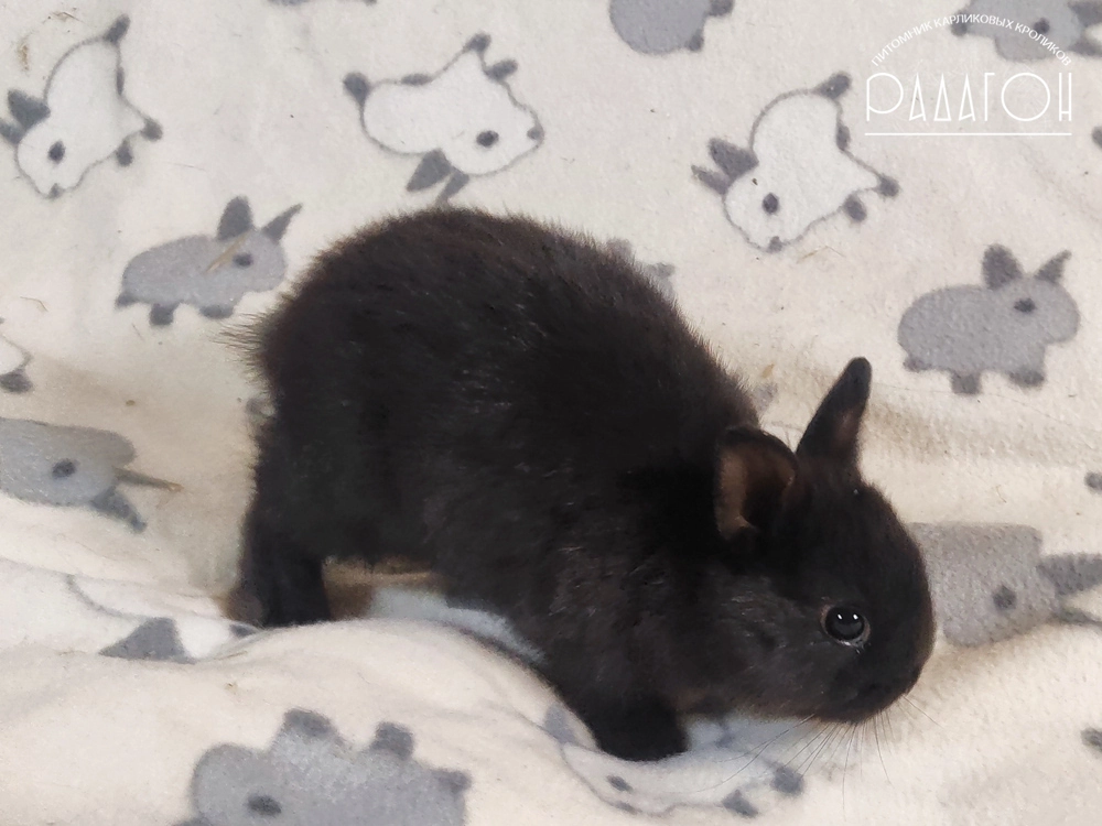 Декоративный карликовый кролик Доминантный черный