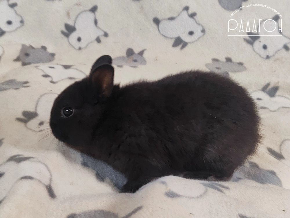 Декоративный карликовый кролик Доминантный черный