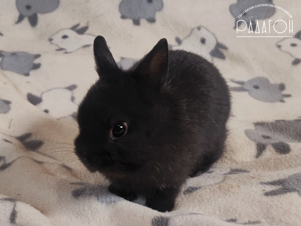 Декоративный кролик породы Немецкий цветной карлик окраса Доминантный черный - Радагон Астарот
