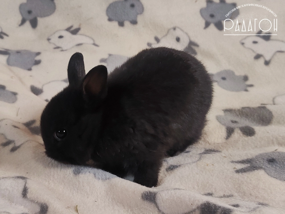 Декоративный карликовый кролик Доминантный черный