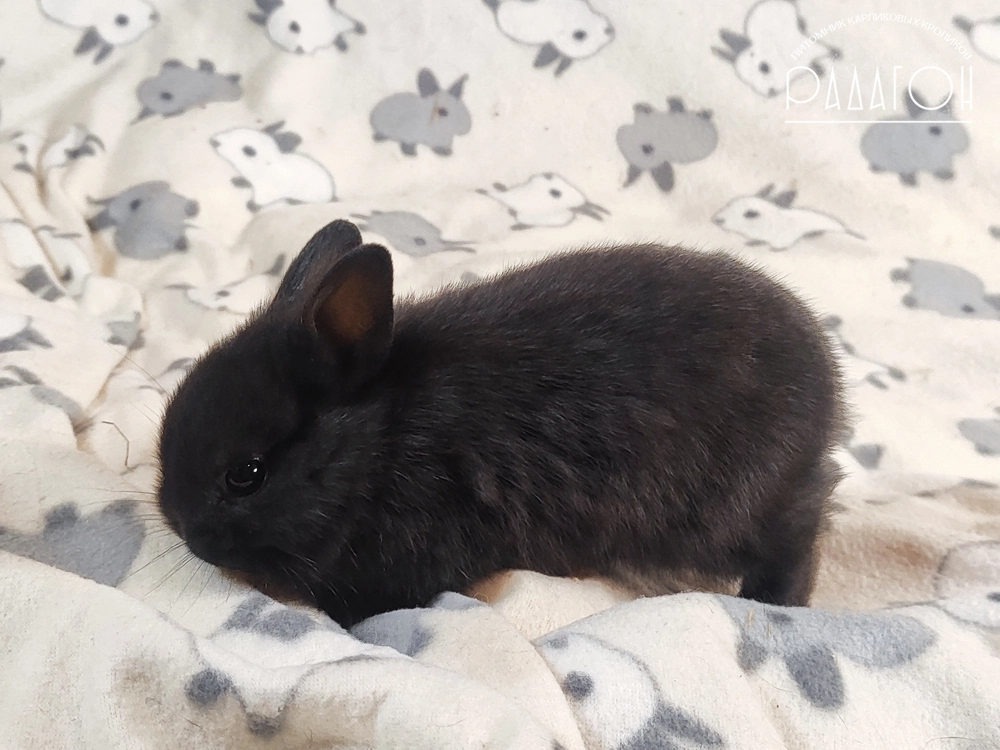 Декоративный карликовый кролик Доминантный черный