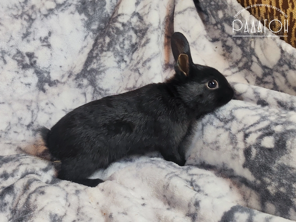 Декоративный карликовый кролик Черный