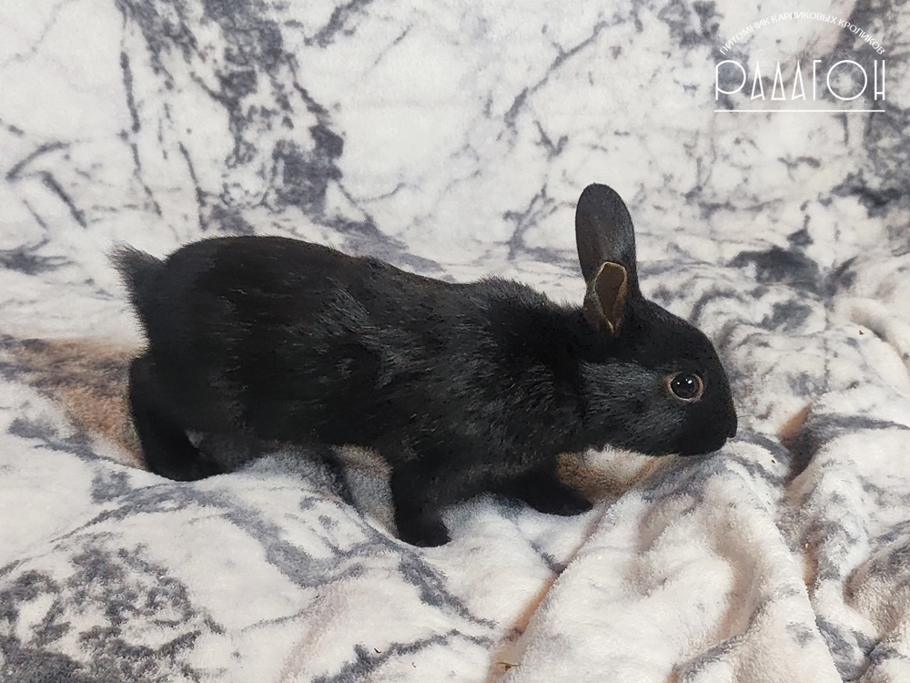 Декоративный карликовый кролик Черный