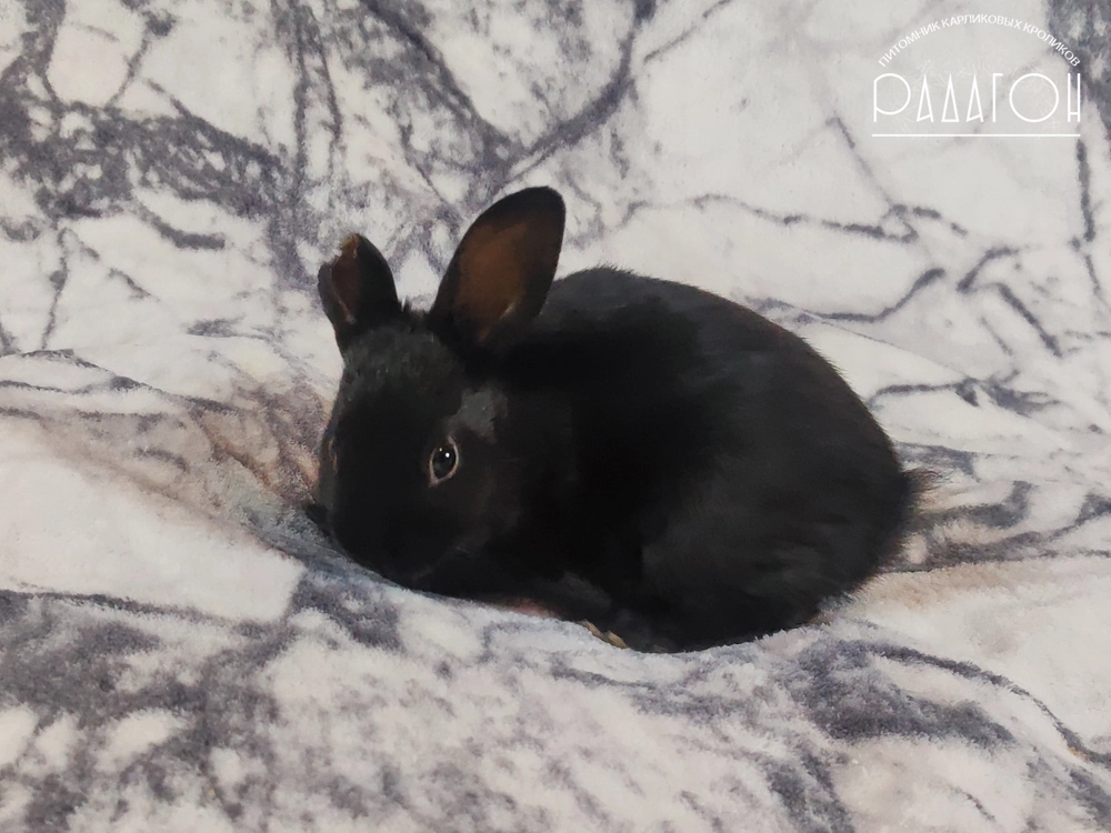 Декоративный карликовый кролик Черный