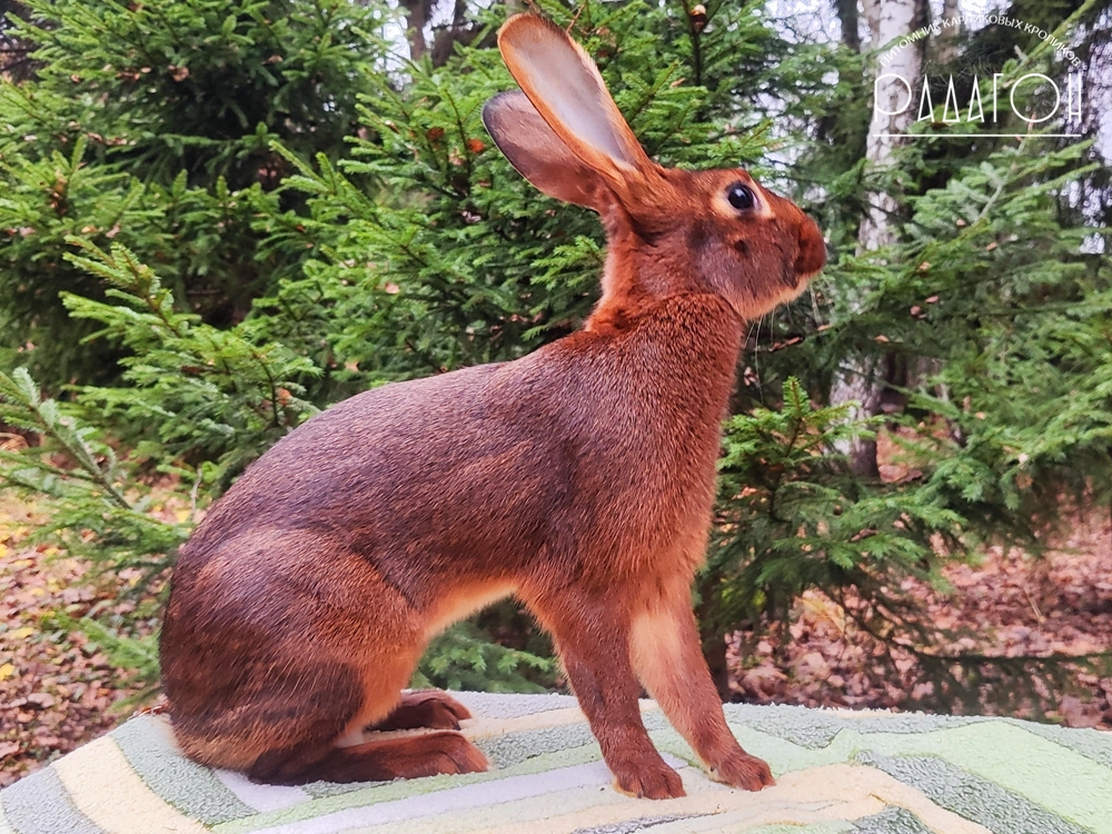 Декоративный кролик породы Бельгийский заяц окраса Красно-коричневый - Бруд для Радагона