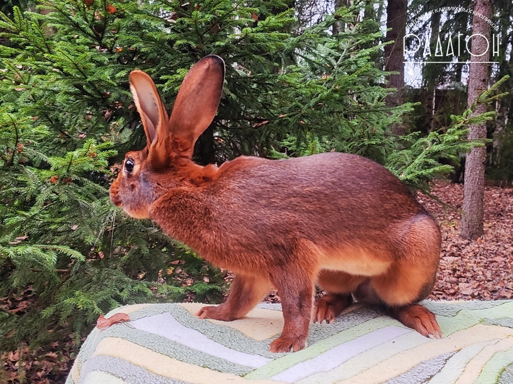 Декоративный карликовый кролик Красно-коричневый