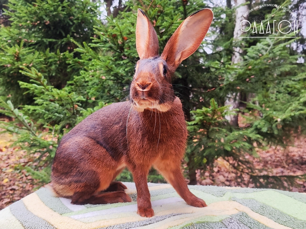 Декоративный карликовый кролик Красно-коричневый