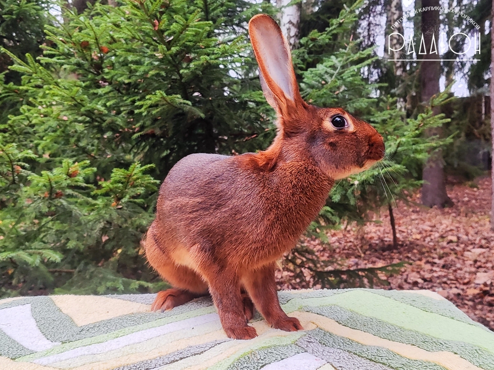 Декоративный карликовый кролик Красно-коричневый