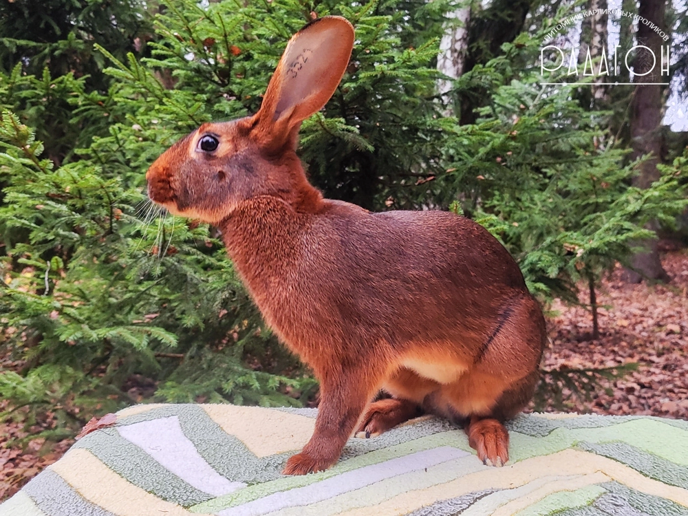 Декоративный карликовый кролик Красно-коричневый
