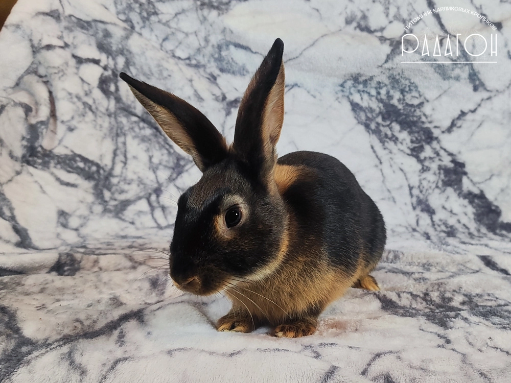 Декоративный карликовый кролик Черный оттер