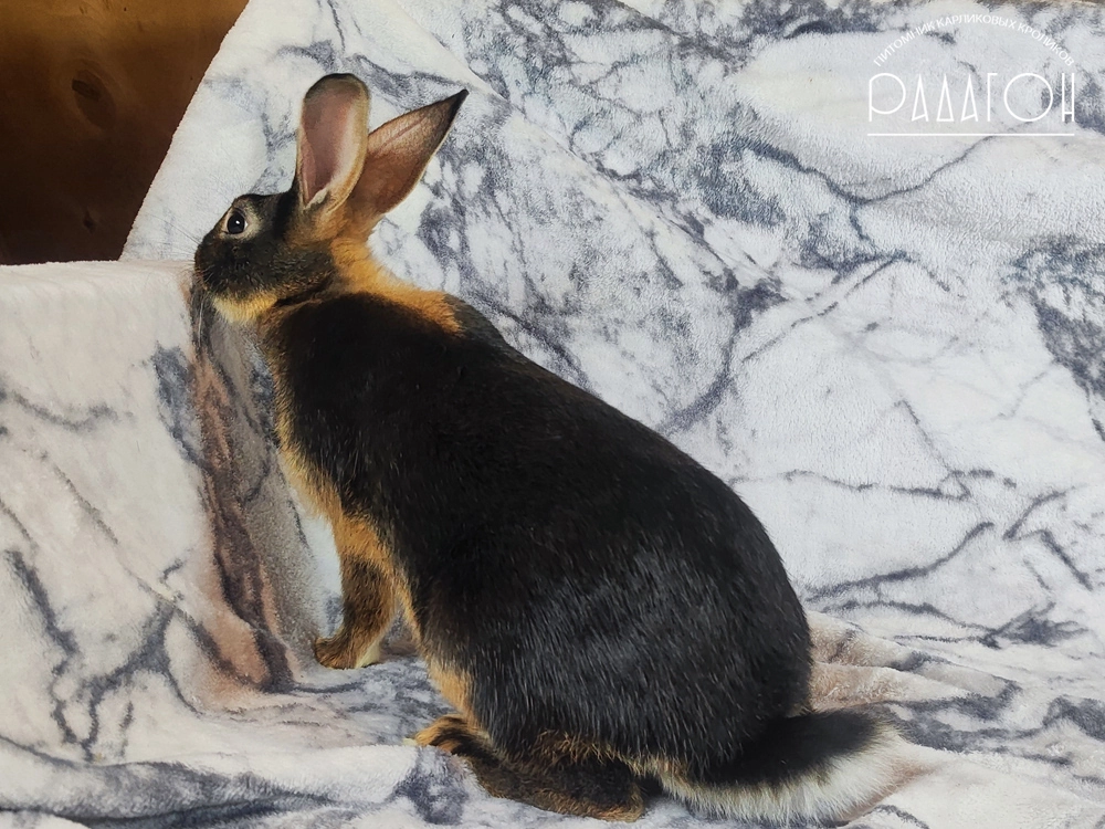 Декоративный карликовый кролик Черный оттер