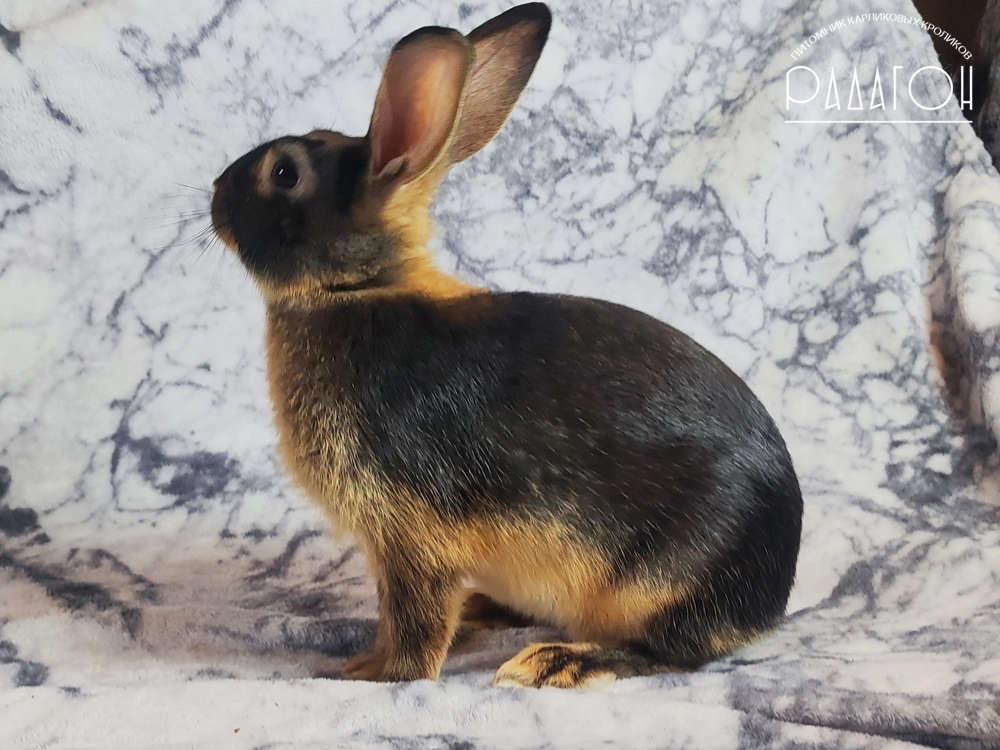 Декоративный кролик породы Цветной карлик + бельгийский заяц окраса Черный оттер - Радагон Чаминг