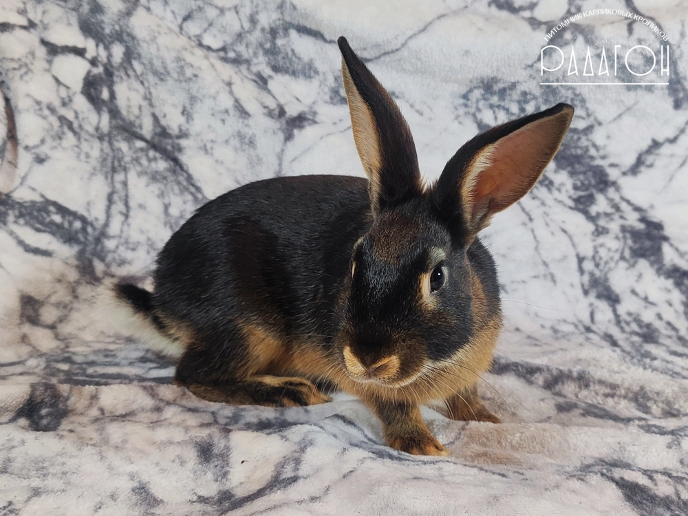Декоративный карликовый кролик Черный оттер