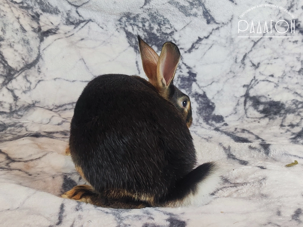 Декоративный карликовый кролик Черный оттер