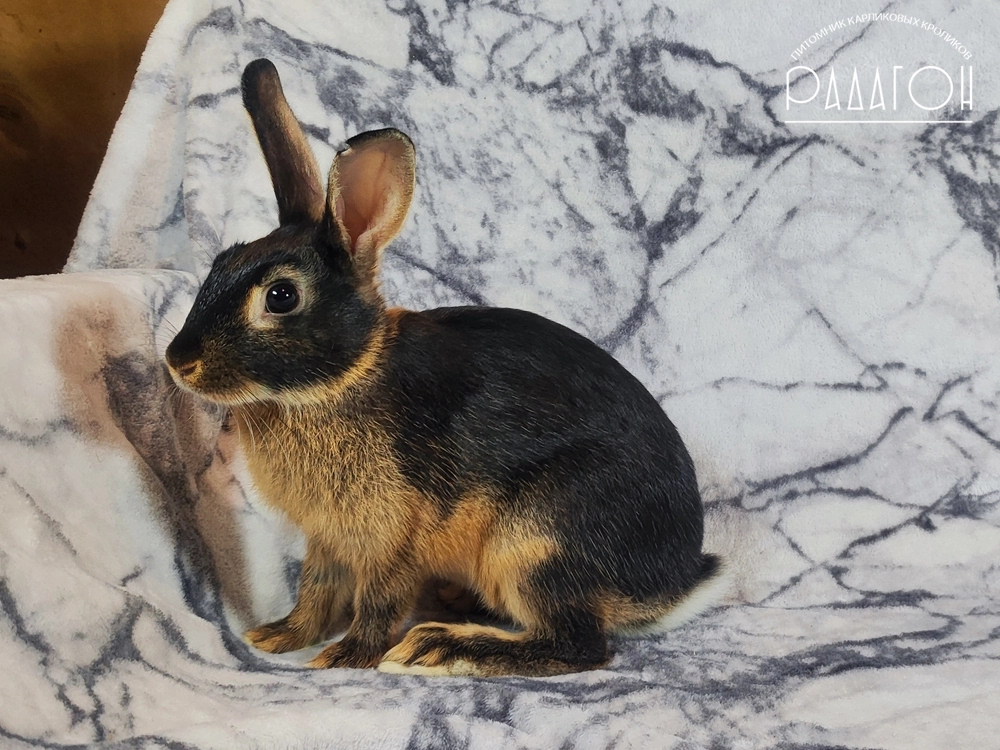 Декоративный карликовый кролик Черный оттер