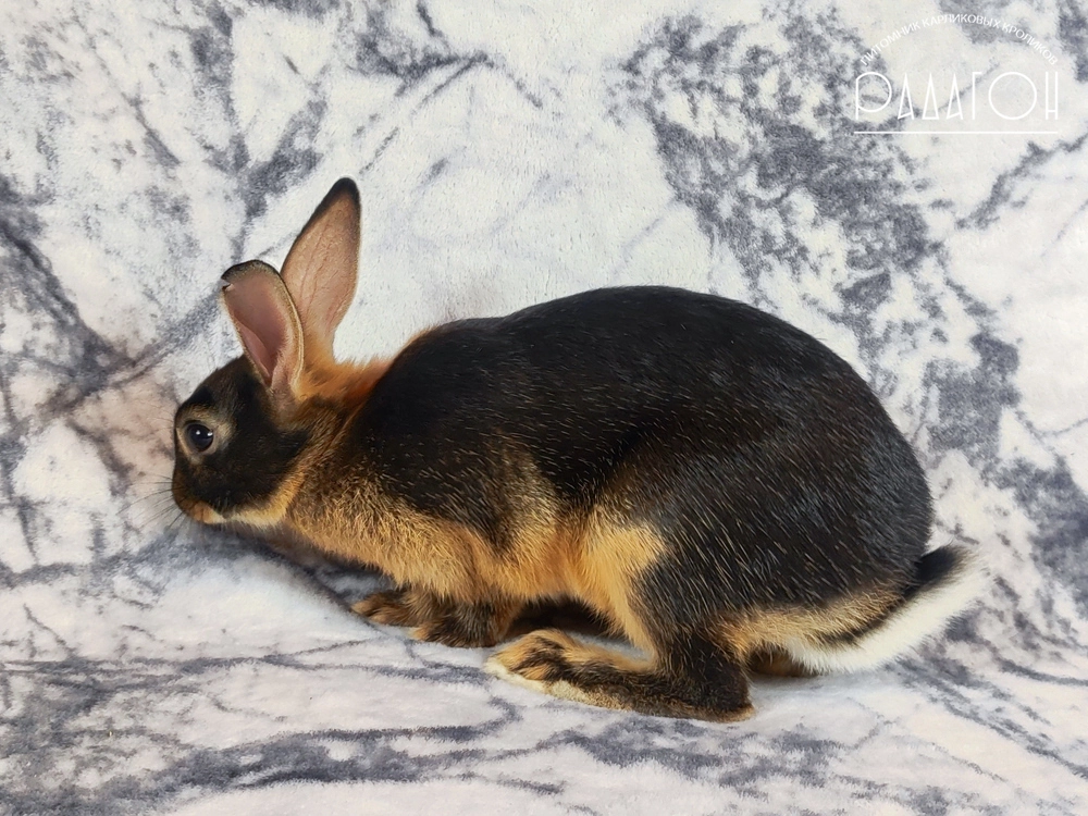 Декоративный карликовый кролик Черный оттер