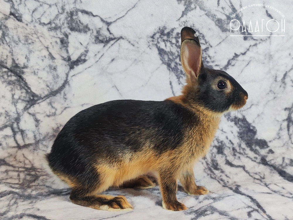 Декоративный кролик породы Цветной карлик + бельгийский заяц окраса Черный оттер - Радагон Черри