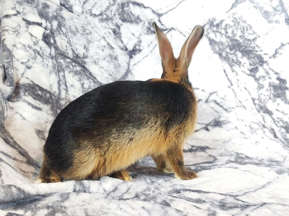 Декоративный карликовый кролик Черный оттер