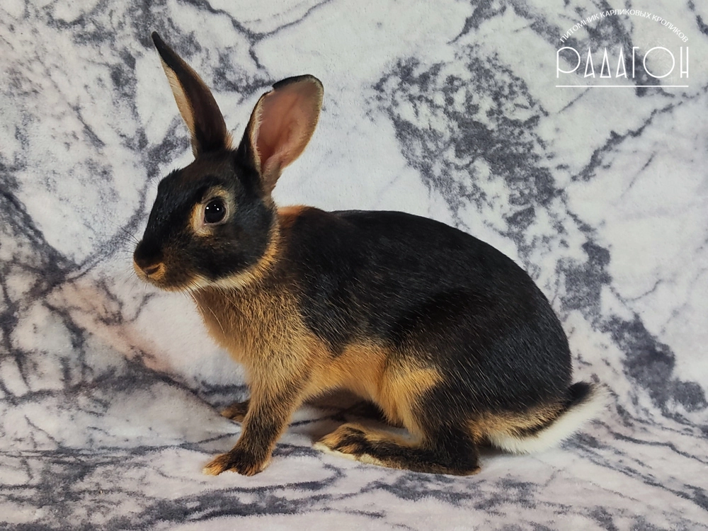 Декоративный карликовый кролик Черный оттер