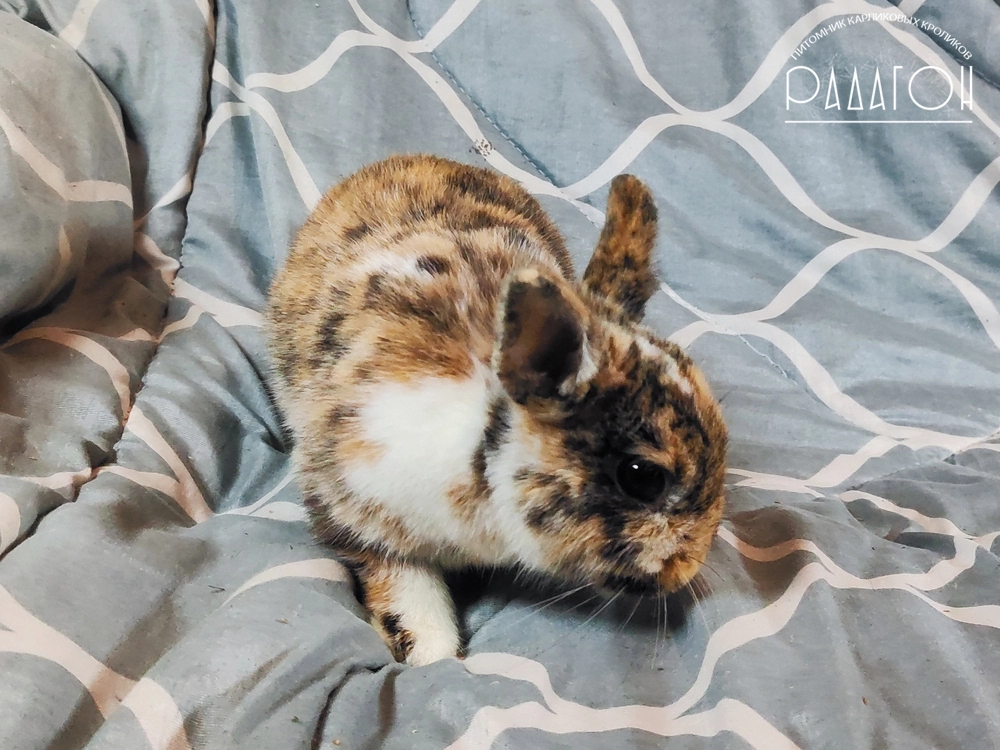 Декоративный карликовый кролик Гепард