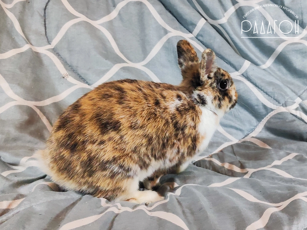 Декоративный карликовый кролик Гепард