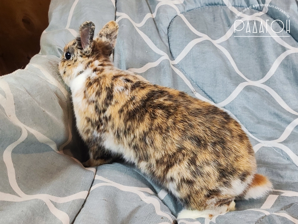 Декоративный карликовый кролик Гепард