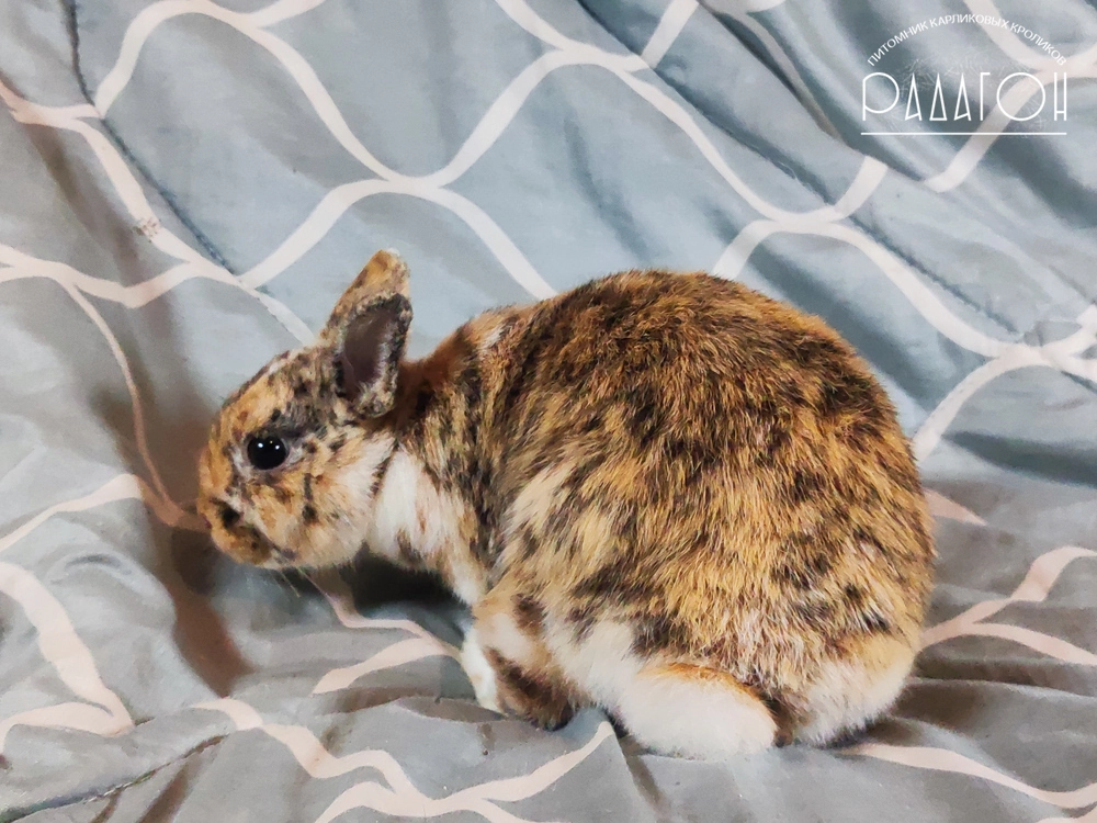 Декоративный карликовый кролик Гепард