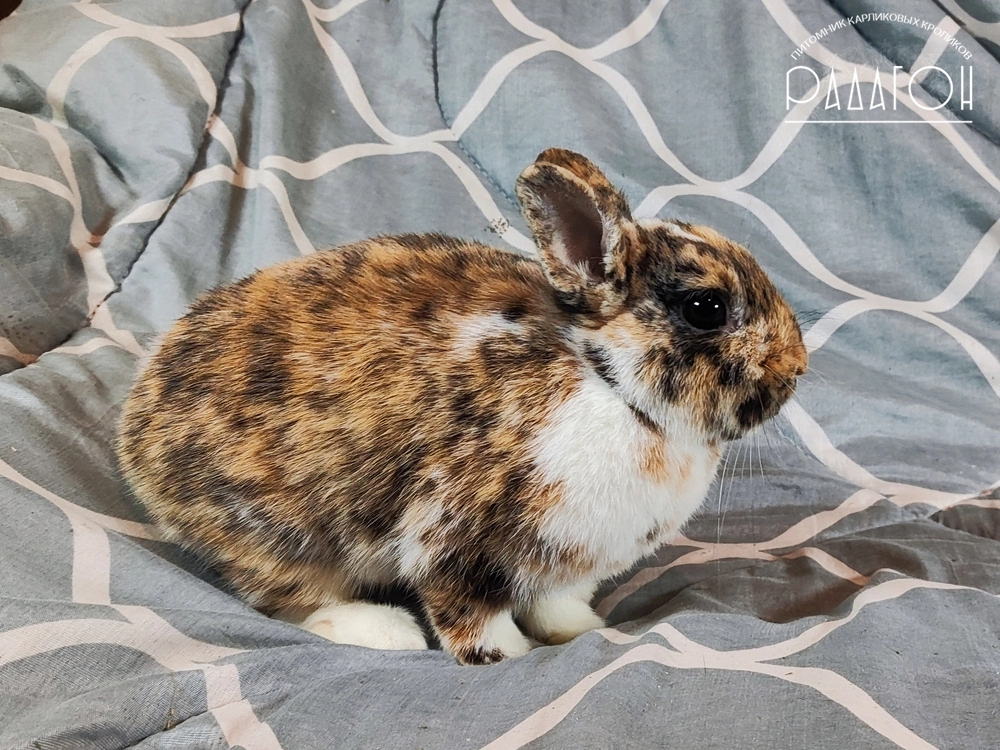 Декоративный кролик породы Немецкий цветной карлик окраса Гепард - Радагон Чиби