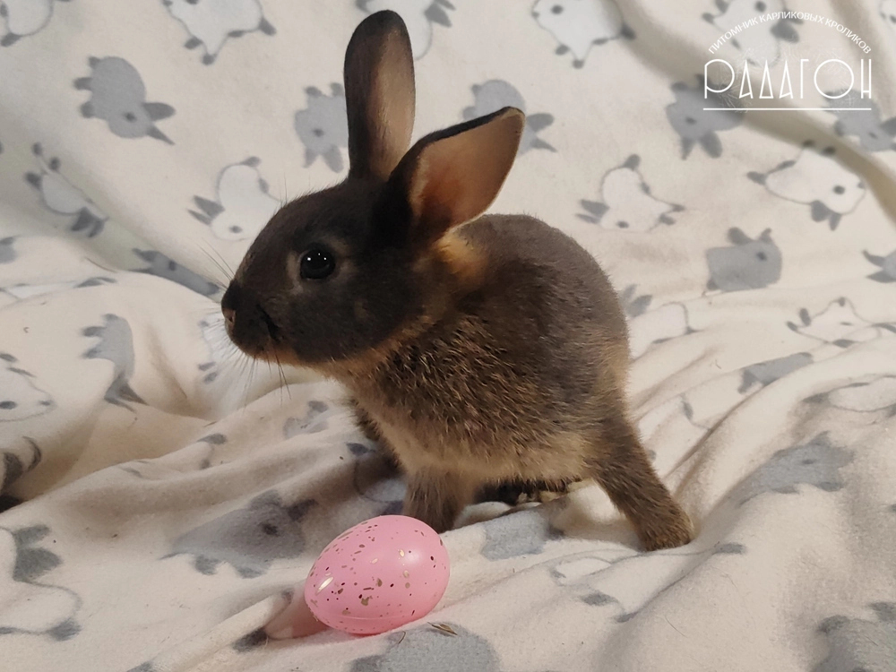 Декоративный карликовый кролик Черный оттер