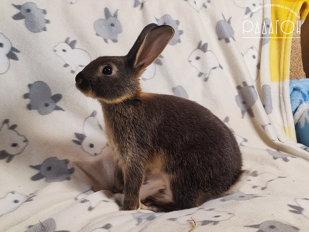 Декоративный карликовый кролик Черный оттер