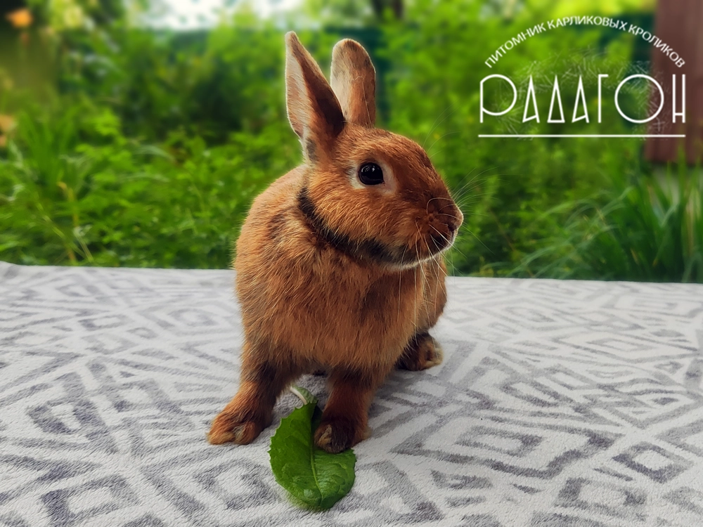 Декоративный кролик породы Карликовый сатин окраса Японский - Радагон Дайана