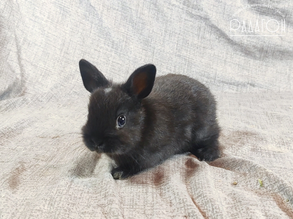 Декоративный карликовый кролик Черный с голландской отметиной