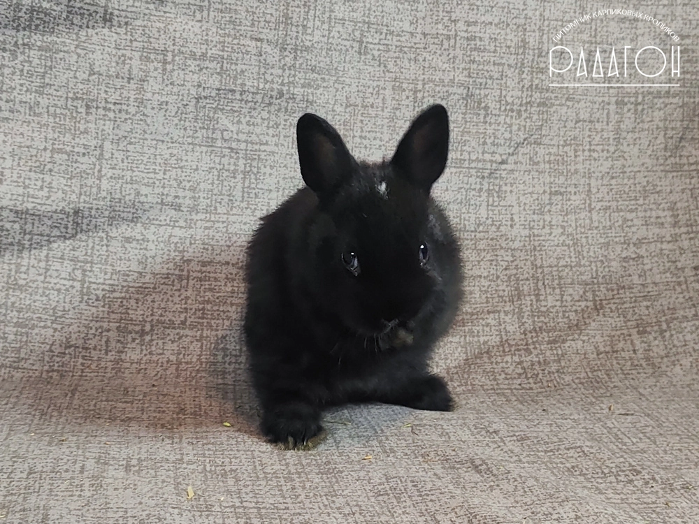 Декоративный кролик породы Немецкий цветной карлик окраса Черный с голландской отметиной - Радагон Дарра