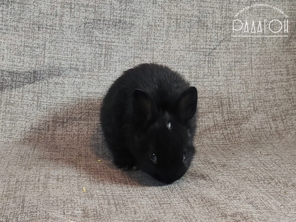 Декоративный карликовый кролик Черный с голландской отметиной