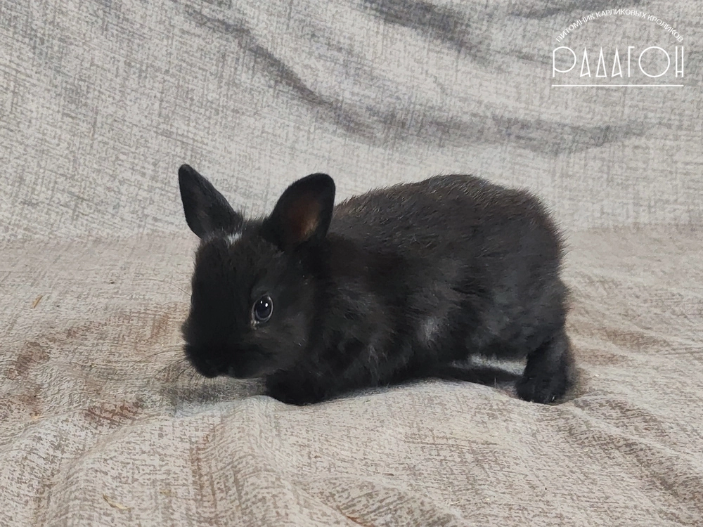 Декоративный карликовый кролик Черный с голландской отметиной