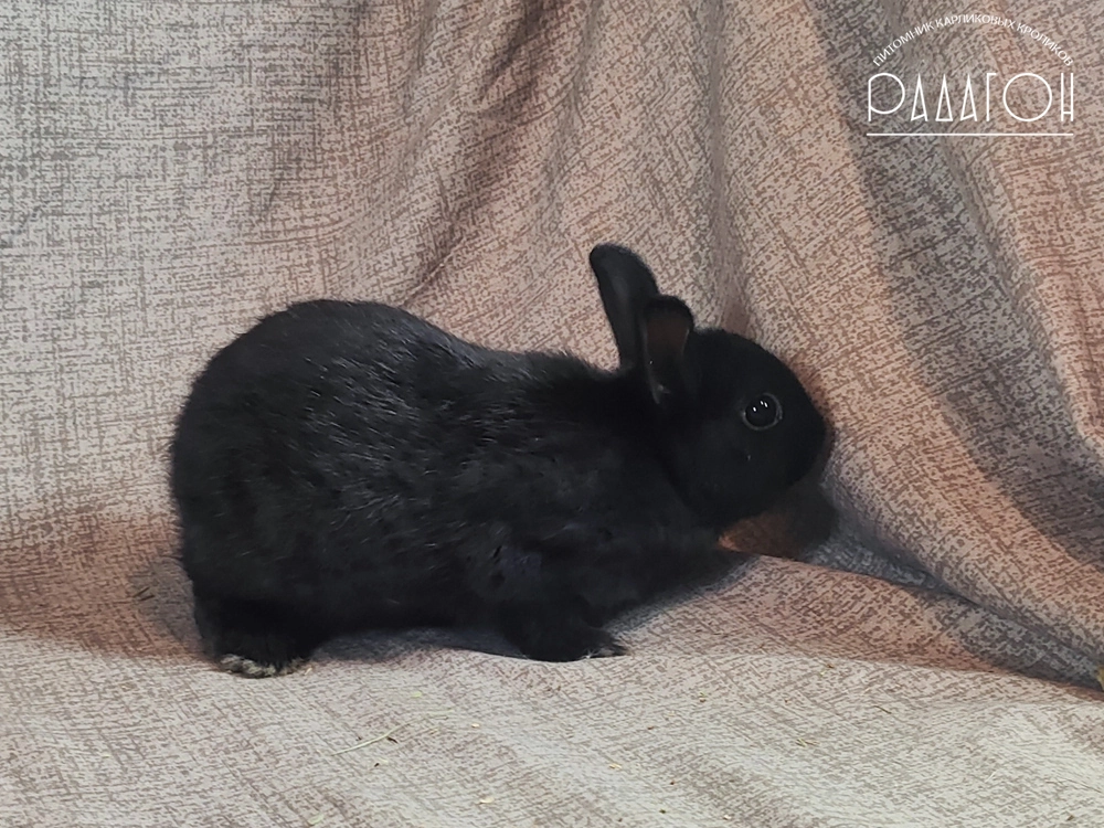 Декоративный карликовый кролик Черный с голландской отметиной